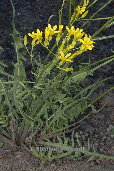 crepis acuminata 2 graphic